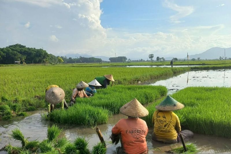 Petani Muda Transformasi Pupuk Organik Jadi Terfavorit