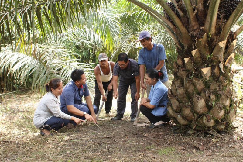 PalmCo Jadi Mitra Terbaik dalam Peremajaan Sawit Rakyat