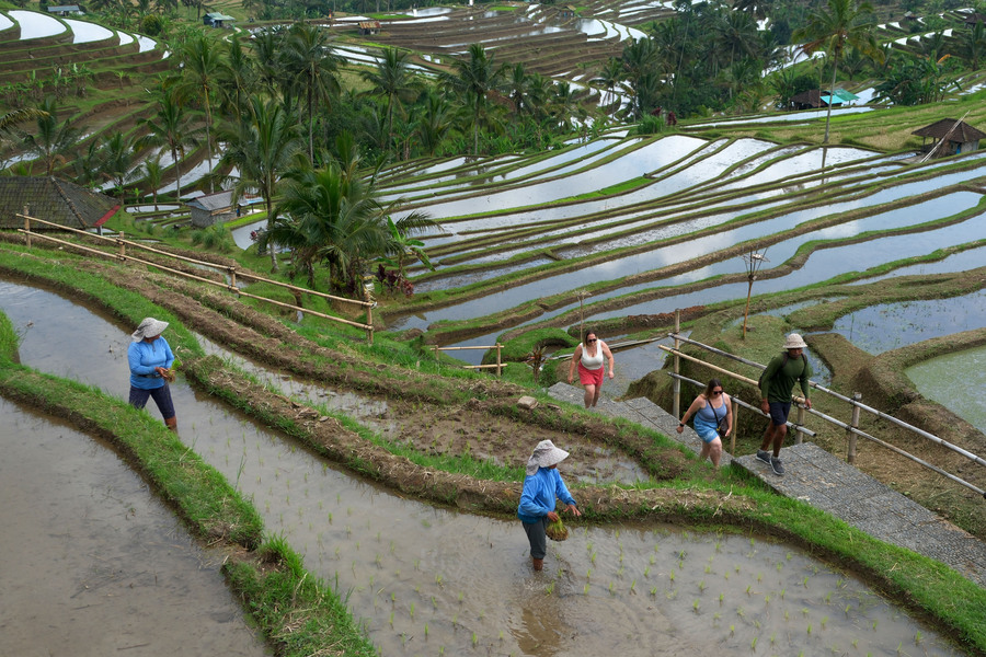 Prabowo: Indonesia Mencapai Swasembada Beras, Berikut Indikatornya