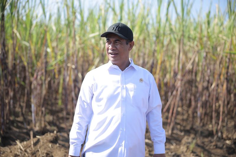 Mentan Siap Percepat Peremajaan Tebu Demi Swasembada Gula