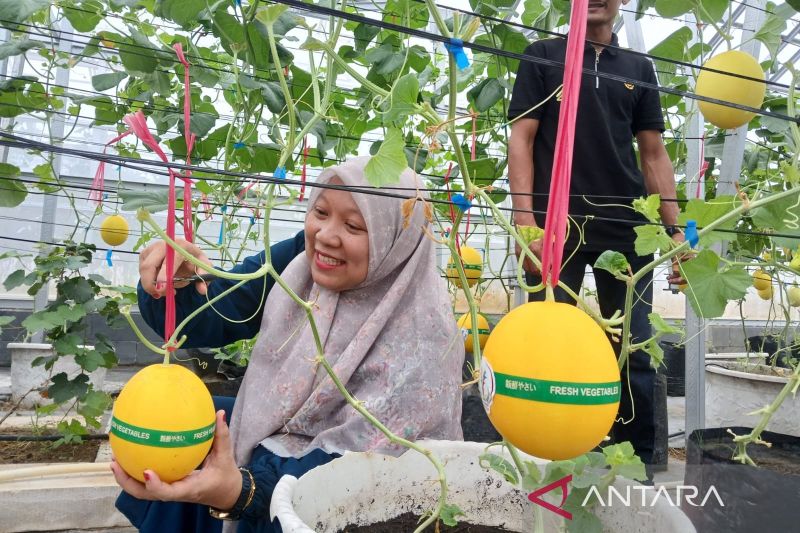 Amanah Aceh Ajak Warga Kembangkan Melon Golden Alisha